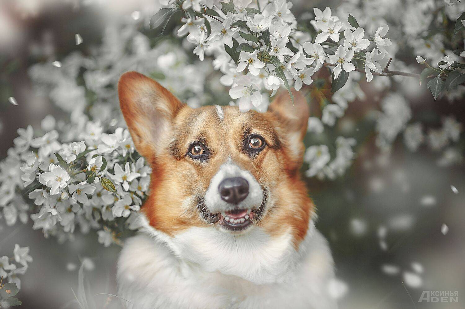 , Денисова Аксинья