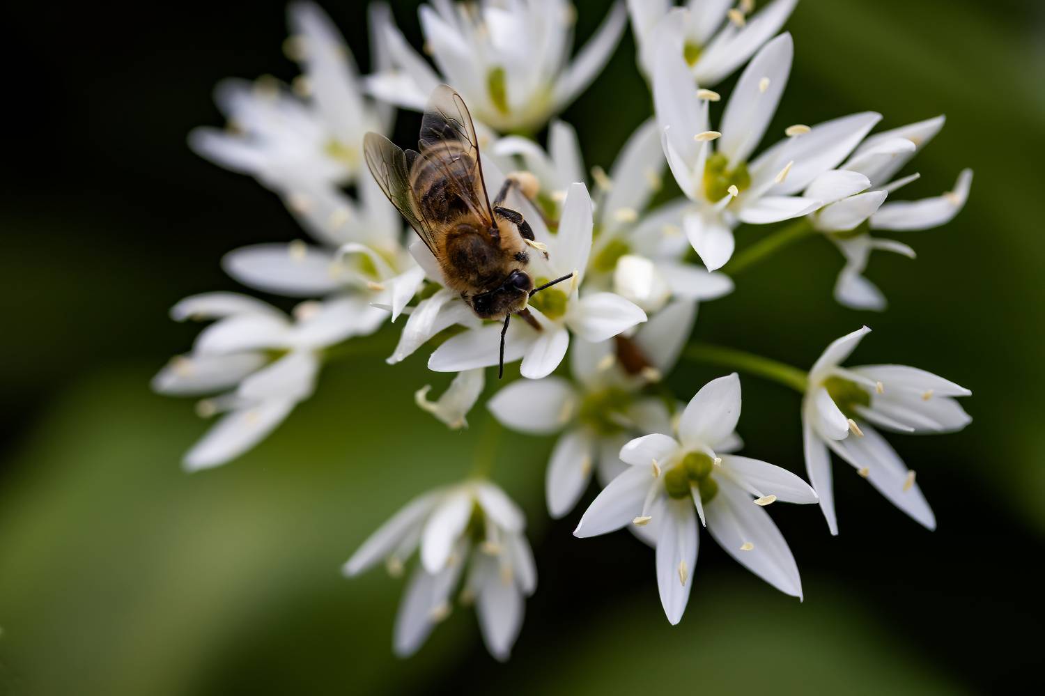 , Бистра Стоименова