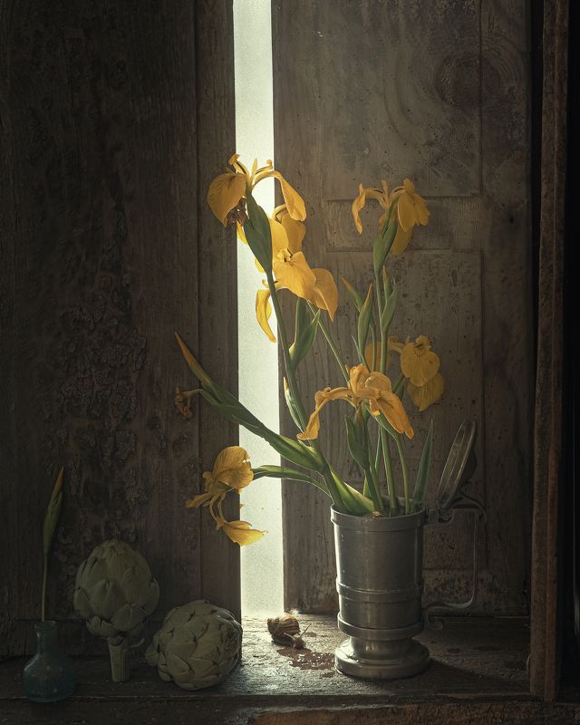 Iris pseudacorus фото превью