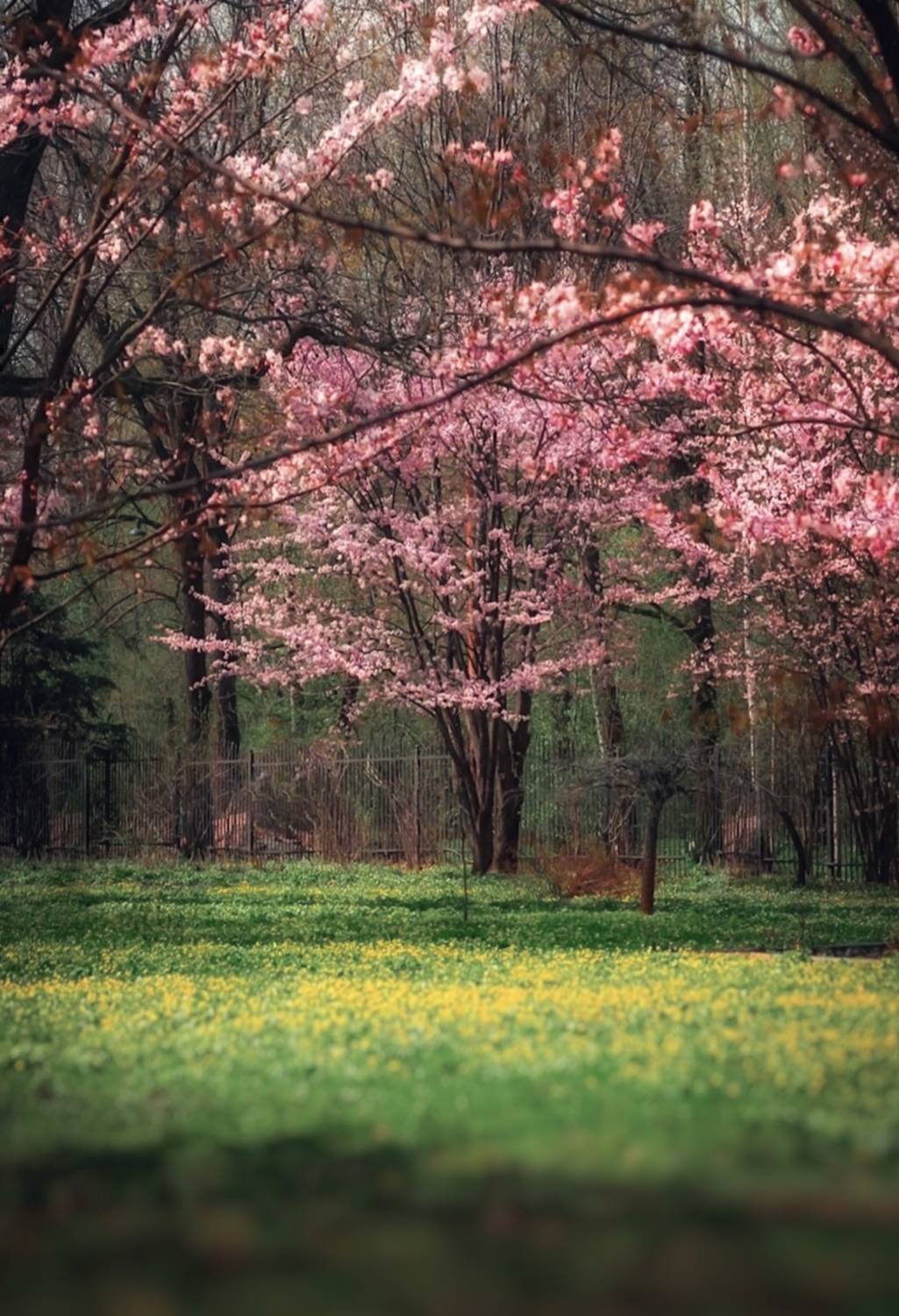 весна, spring, природа, nature, landscape, пейзаж, сакура, sakura, Julia Kaissa