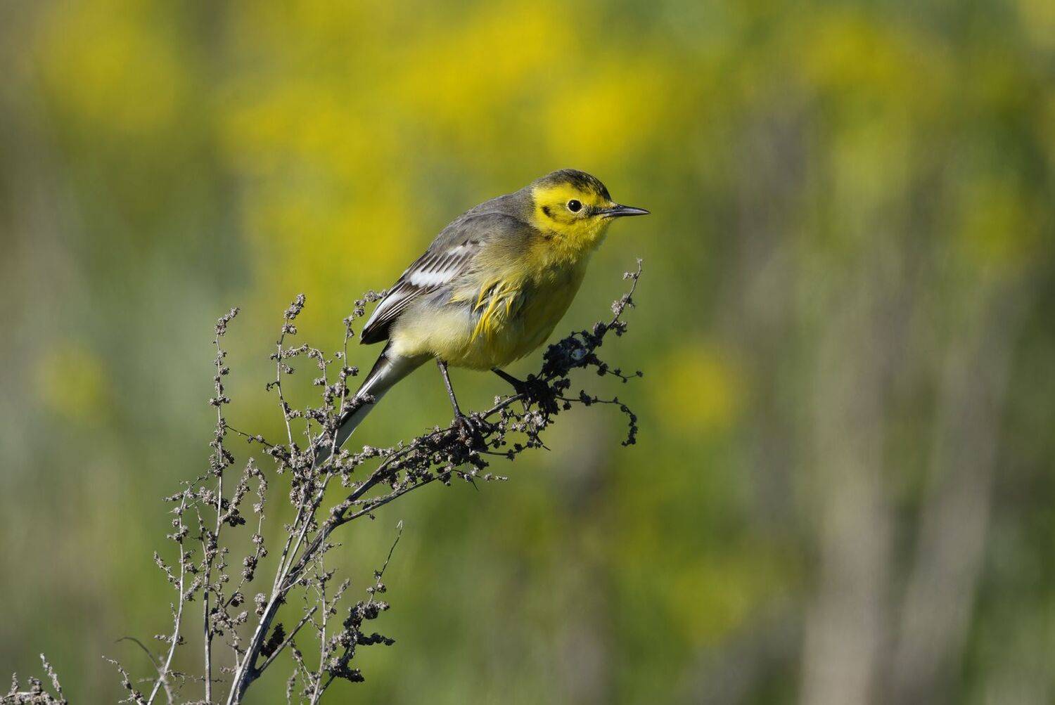 трясогузка, желтая трясогузка, птицы, фото птиц, Александр Шипиленко