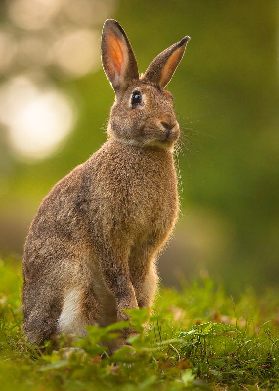 Rabbit фото превью