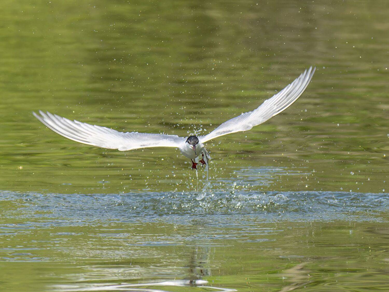 , Дэм Константин
