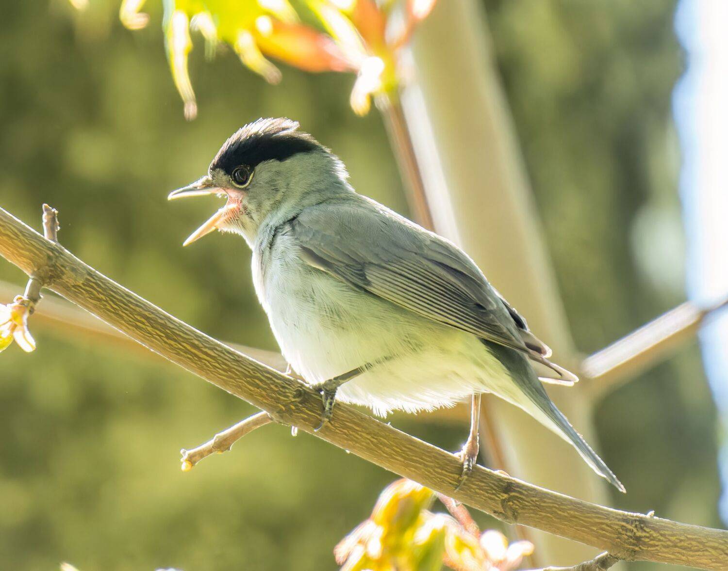 , Дэм Константин