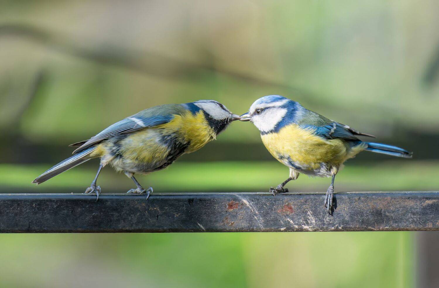 , Дэм Константин