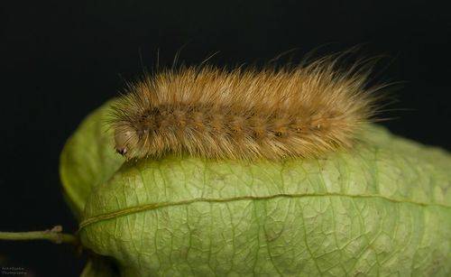 Дама в шубе