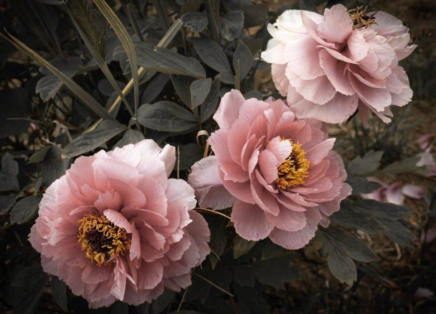 , Максимова Дария