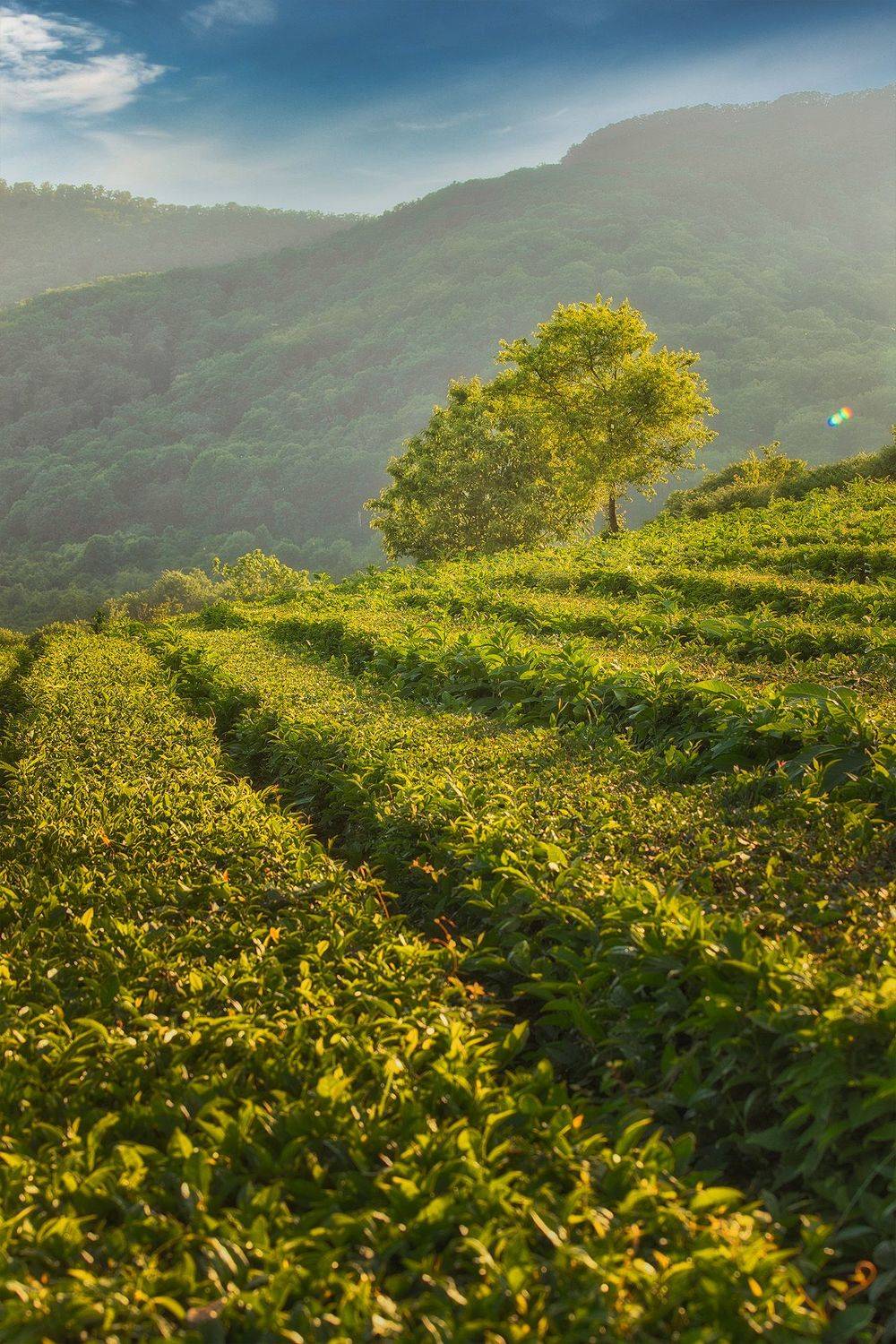 , Аседач Александр