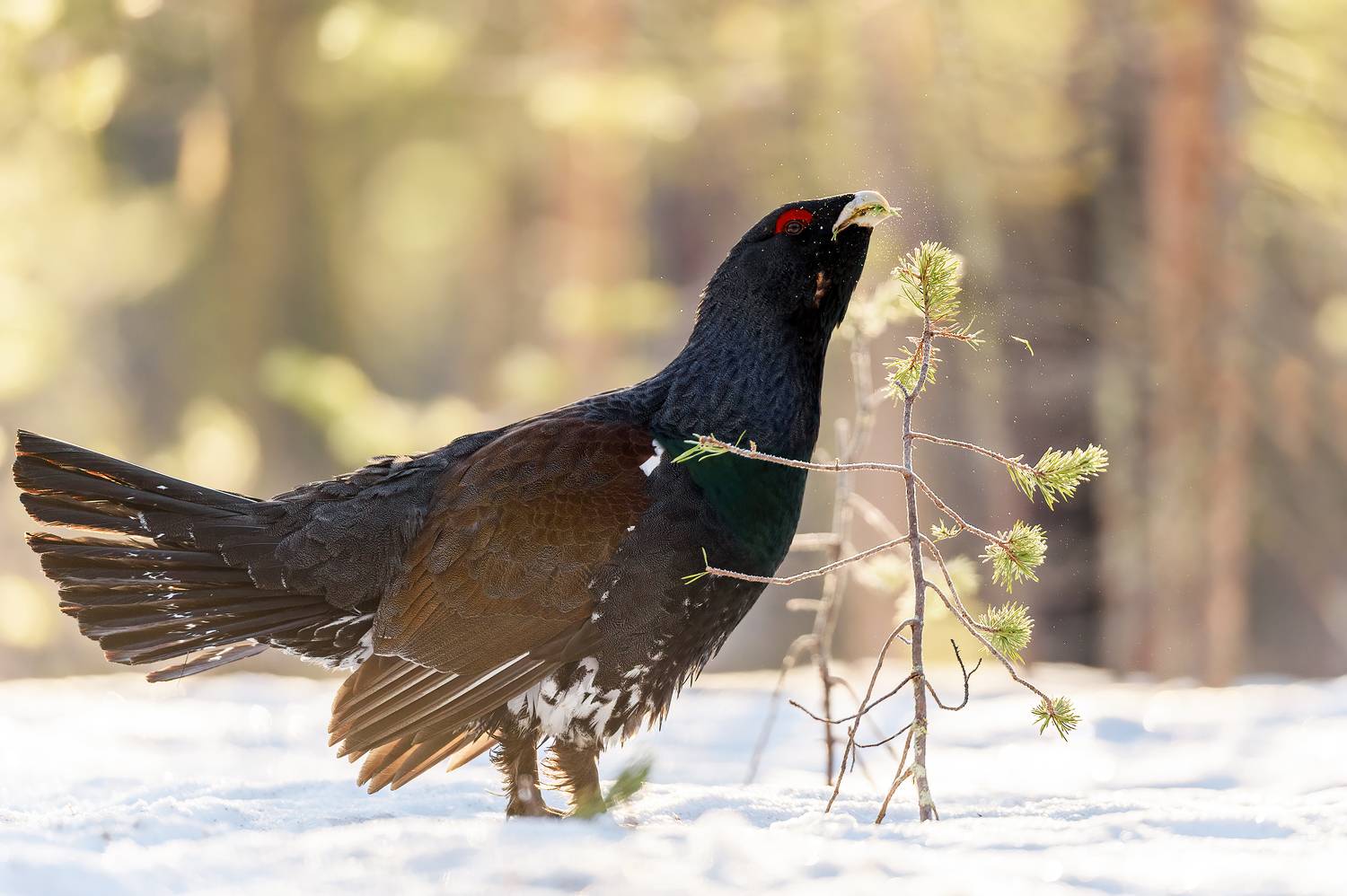 , Калинин Михаил
