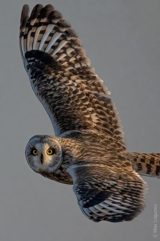 сова, птица Болотная сова в полёте фото превью