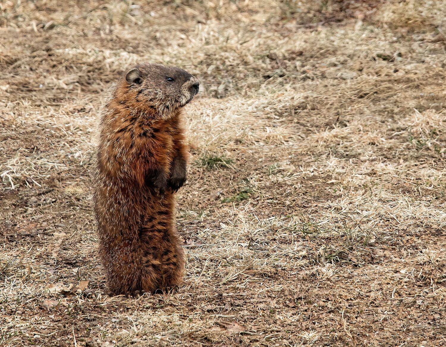 animal, marmotte, animal_photo, animal_lovers, nature, Stephane
