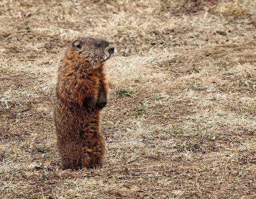 Groundhog
