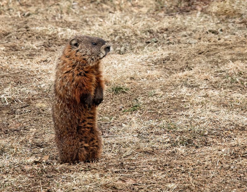 Groundhog фото превью