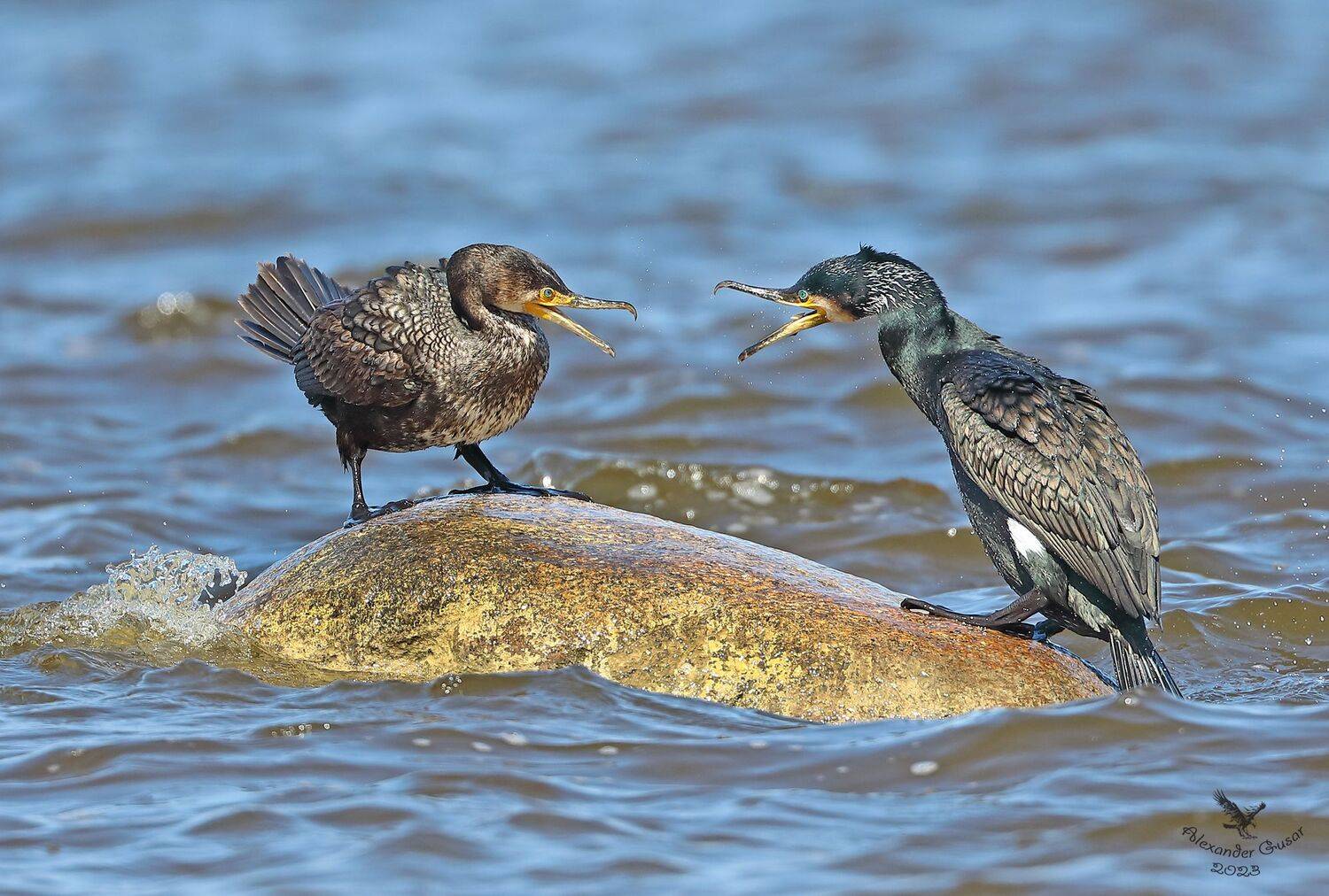 большой баклан., Гусар Александр