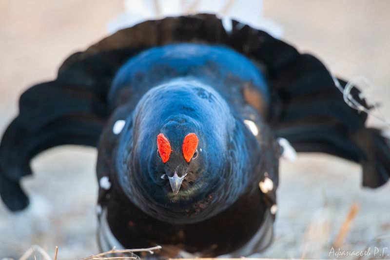 тетерев, хакасия Стальные тетерева фото превью