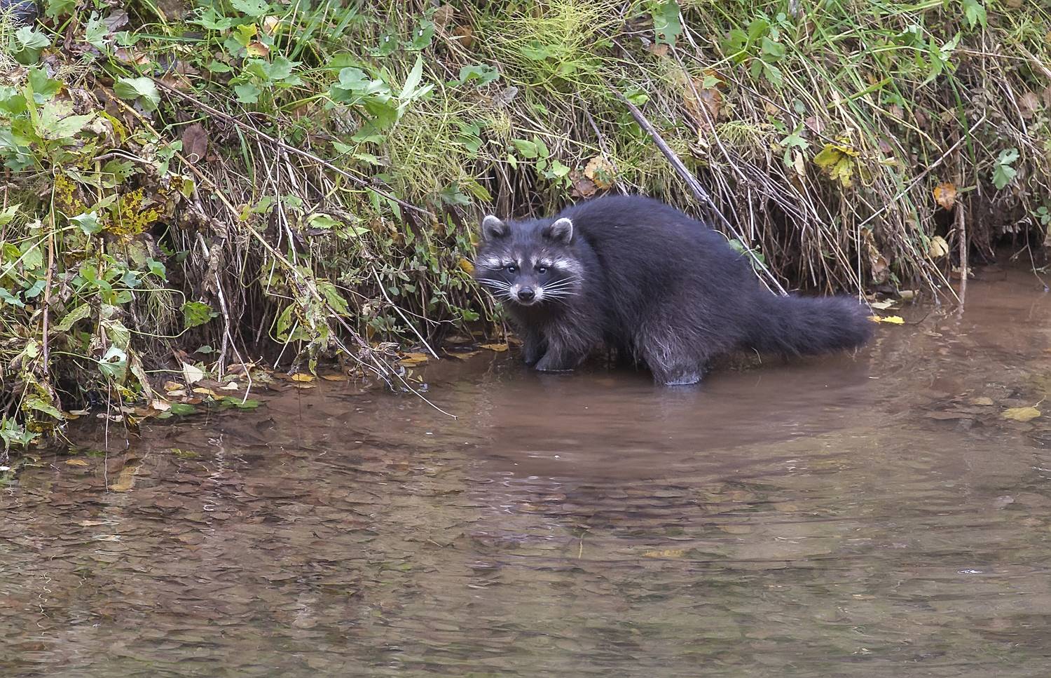 енот, животные, на рыбалке, полоскун, озеро, Широких Александр