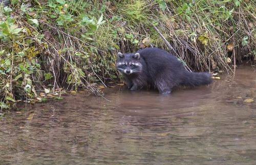 Проходи, проходи! Здесь рыбы нет!