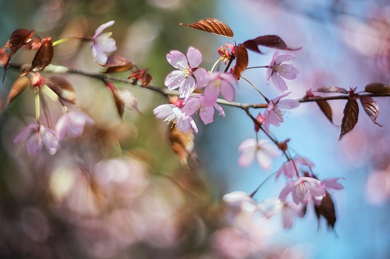 Вишня фото превью