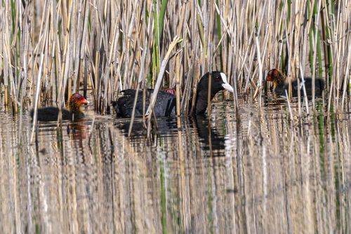 Лысуха с птенцами