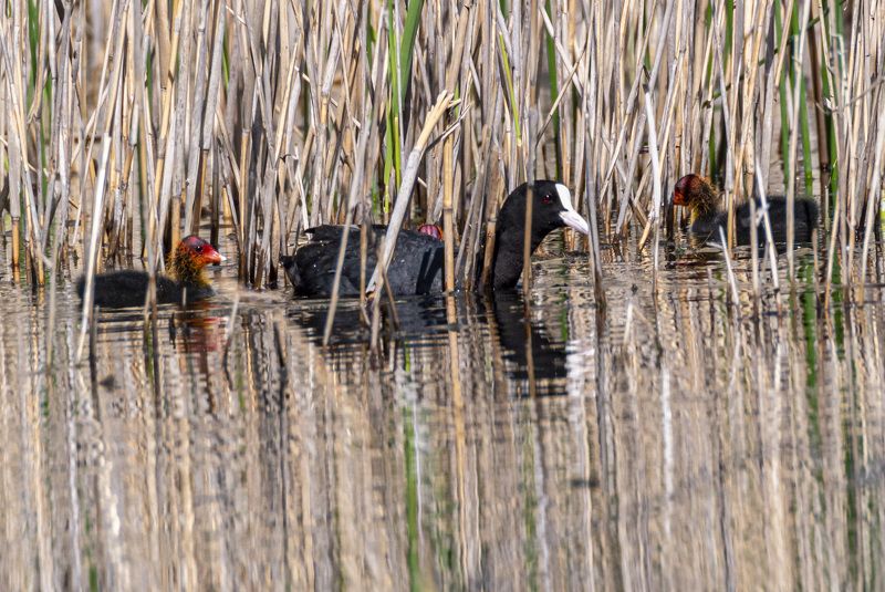 кисловодск, весна, птицы, птенцы, лысуха Лысуха с птенцами фото превью