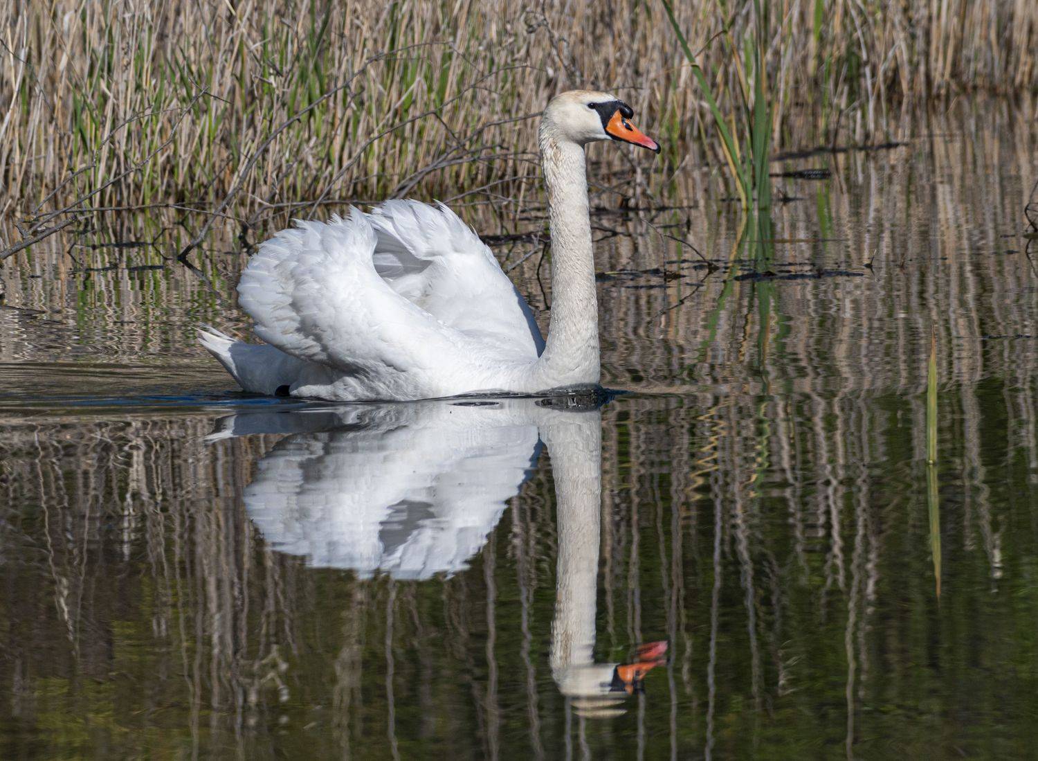 кисловодск, весна, птицы, лебедь-шипун, лебедь, Савчук Сергей