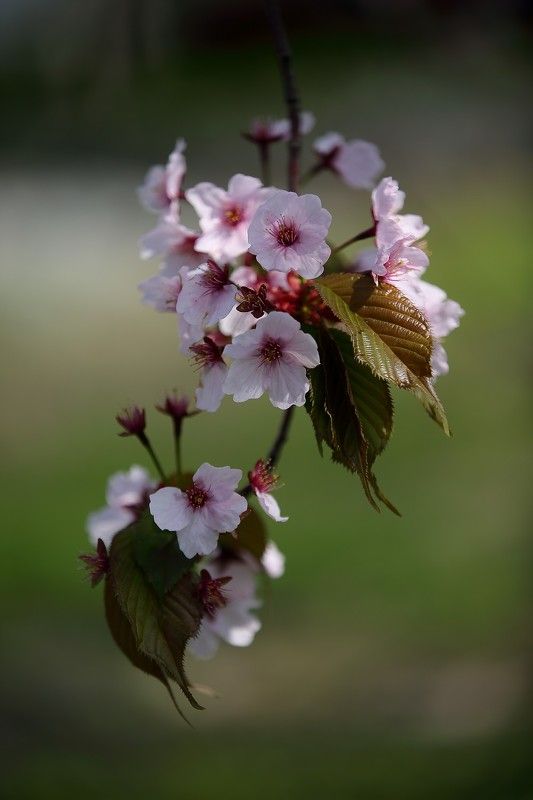 вишня, сахалинская, владивосток, май Сахалинская вишня фото превью