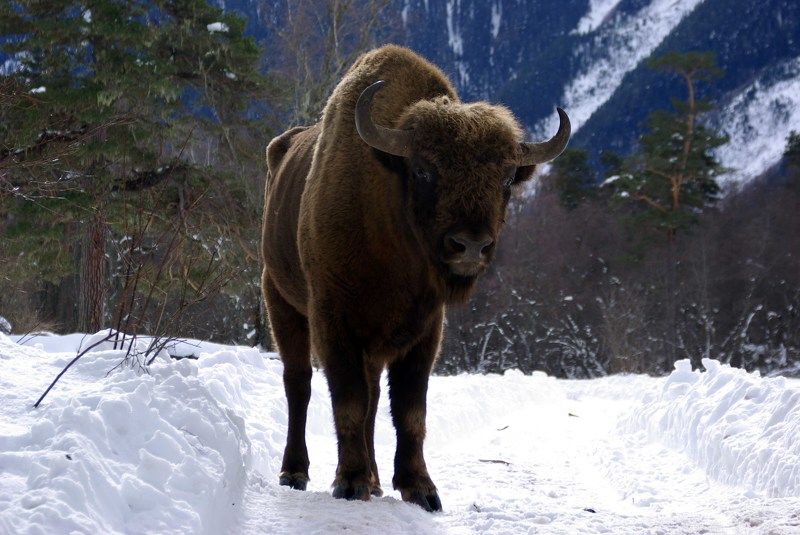Встреча на тропе фото превью
