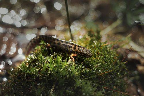Тритоны обыкновенные (Lissotriton vulgaris)
