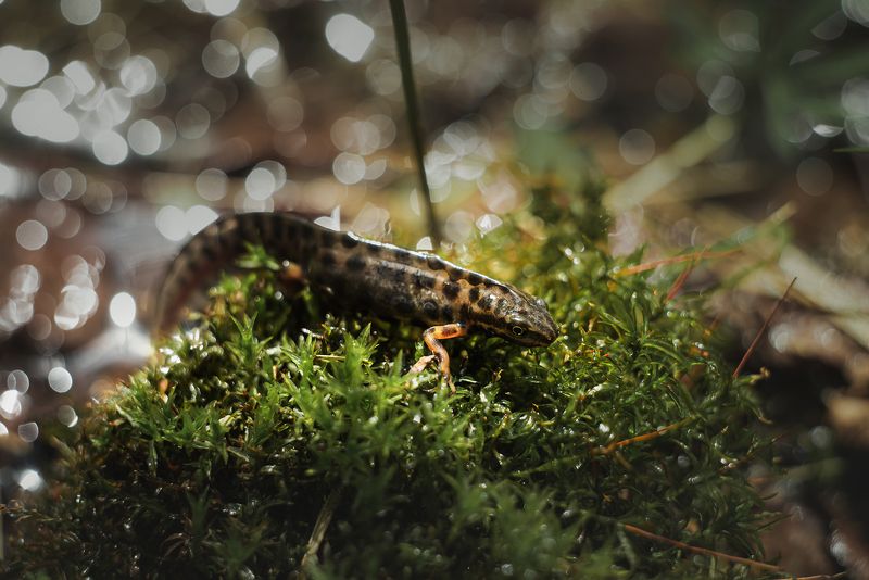 тритоны обыкновенные природа лес водоём гелиос-44 макро макрокольца боке солнечный свет Тритоны обыкновенные (Lissotriton vulgaris) фото превью