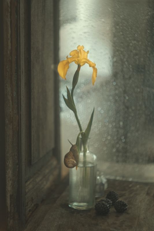 Iris фото превью