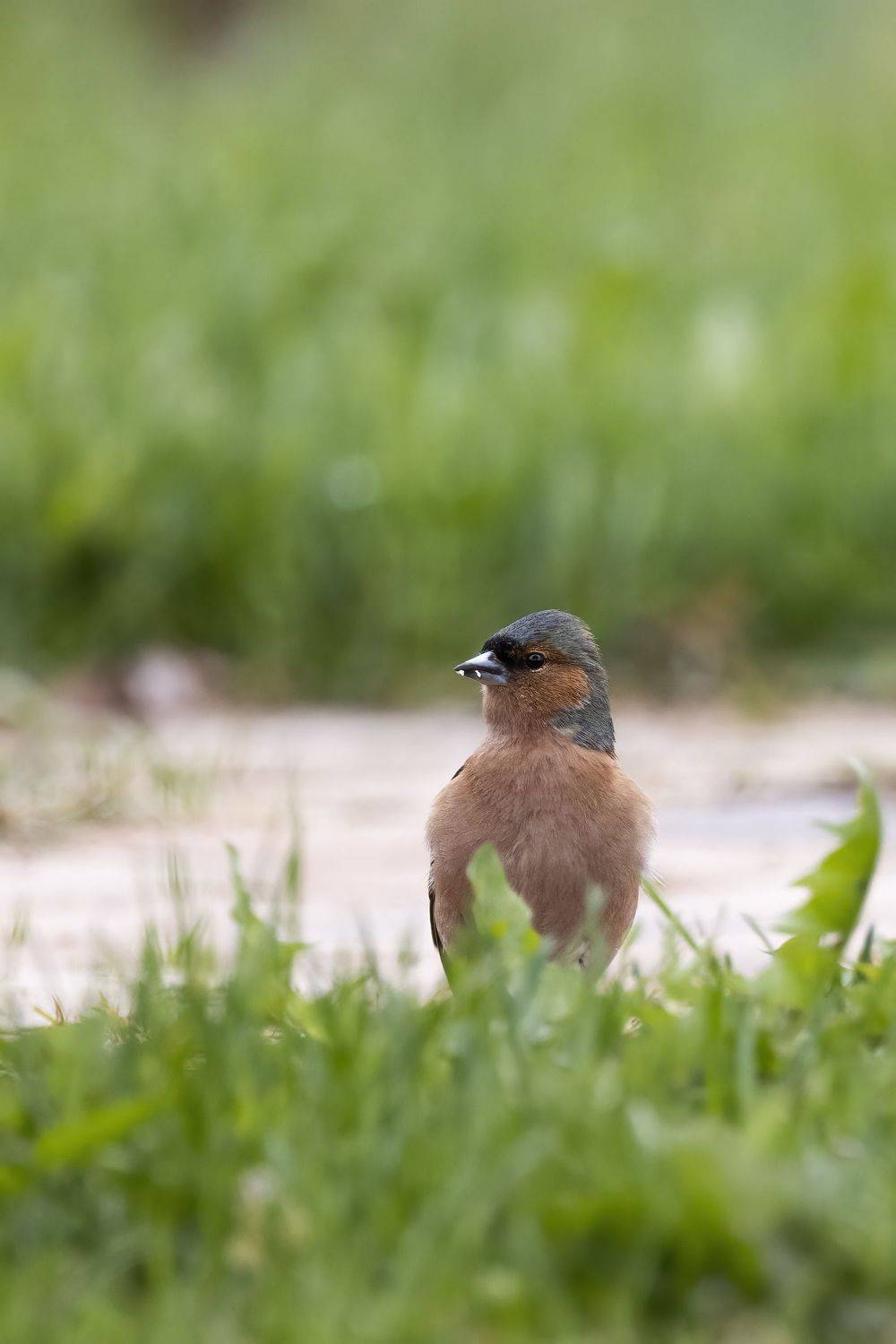 Зяблик, Пономарев Илья