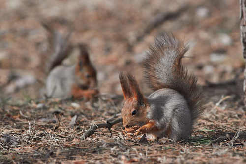 Sciurus vulgaris