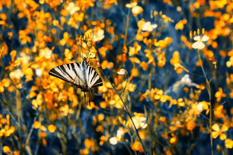 фото превью