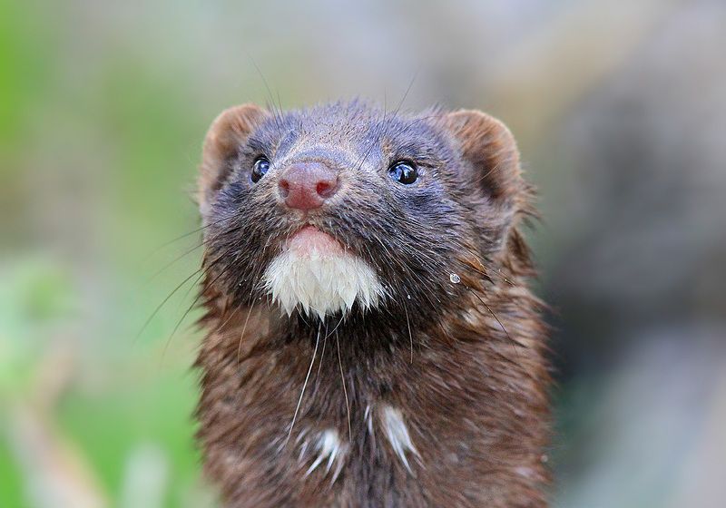 Норка фото превью