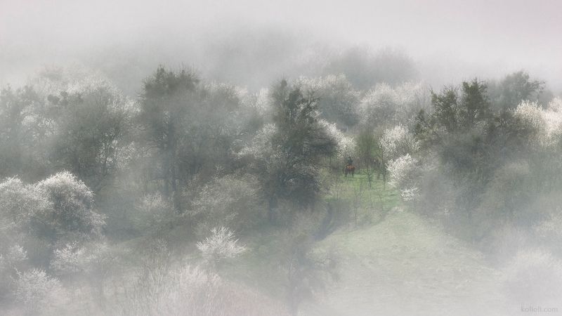 туман, лес, весна, краснодарский край, апрель Светлые туманы раннего апреля фото превью