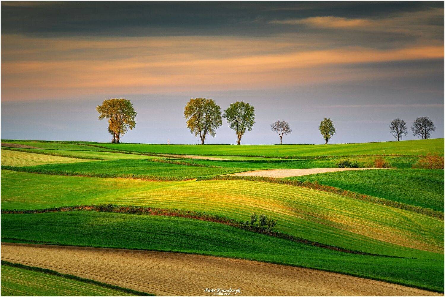 polska, pola, drzewa, droga, Kowalczyk Piotr