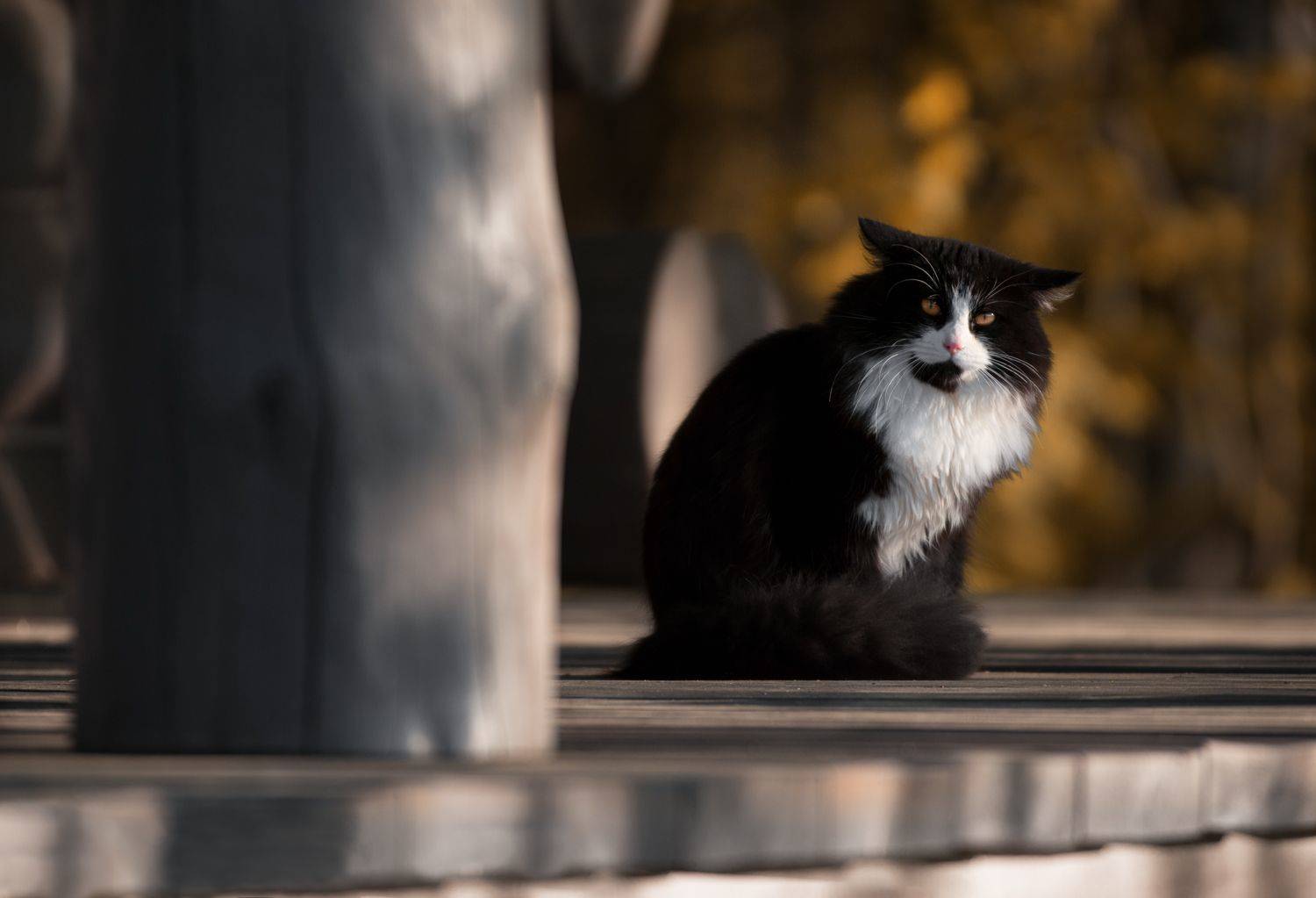 кот, свет, утро, природа, Баранов Олег