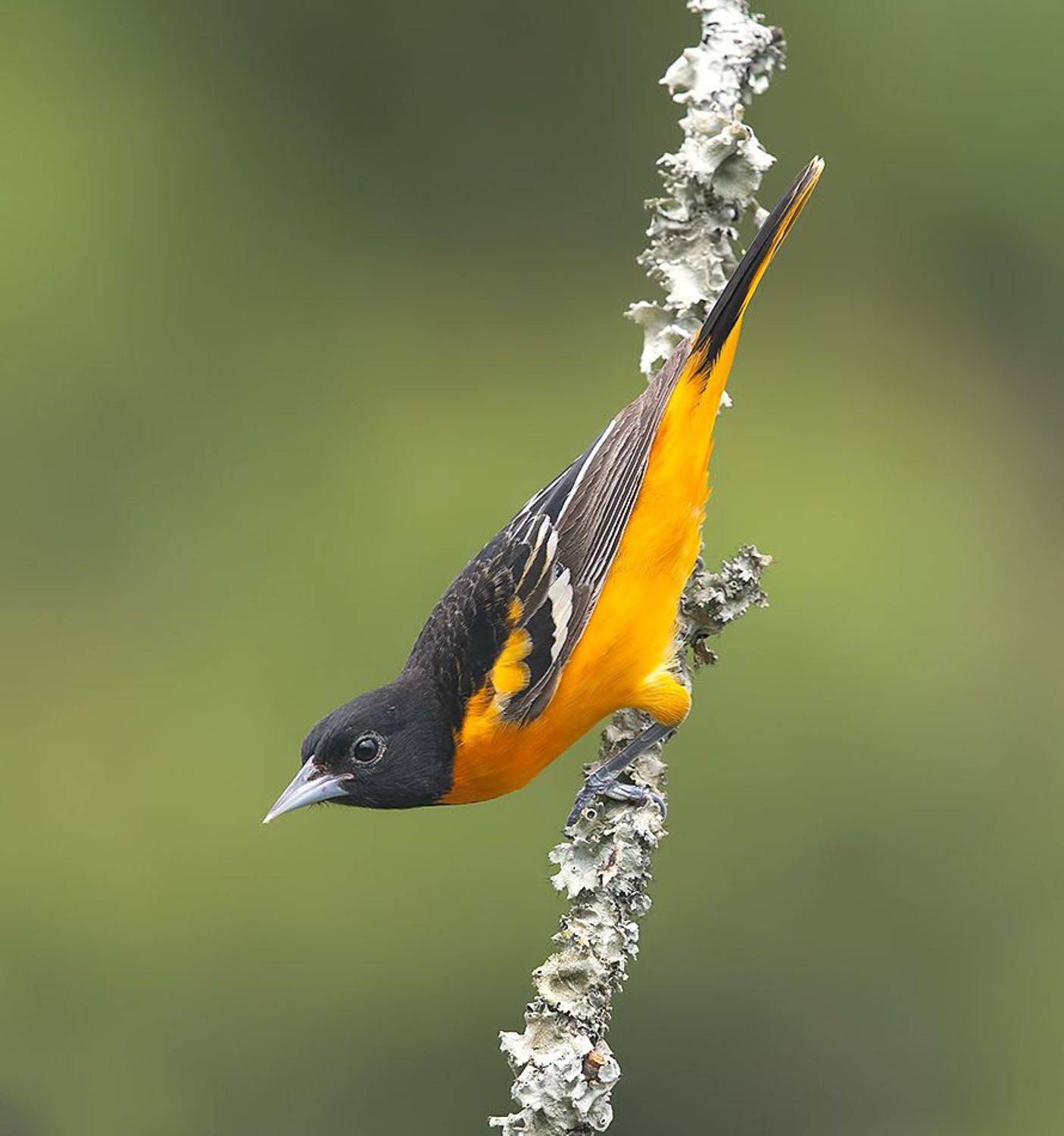 иволга, трупиал, baltimore oriole, oriole, весна, Etkind Elizabeth