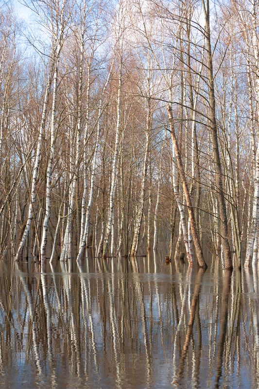 Половодье фото превью