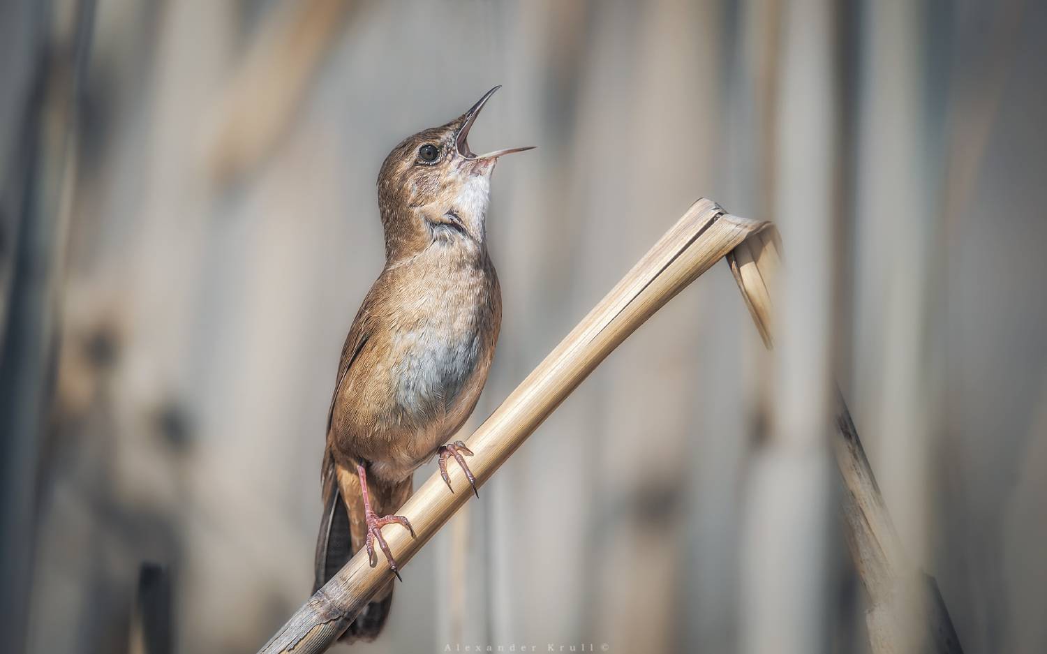 соловьиный сверчок, locustella luscinioides, сверчок, Круль Александр