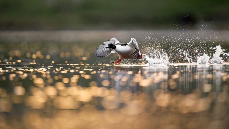 Крохаль. фото превью