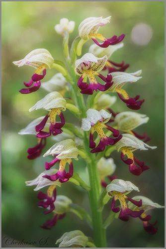 Orchis × calliantha