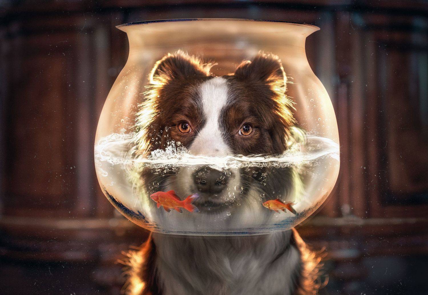 狗 动物 宠物, 宠物摄影师狗哥