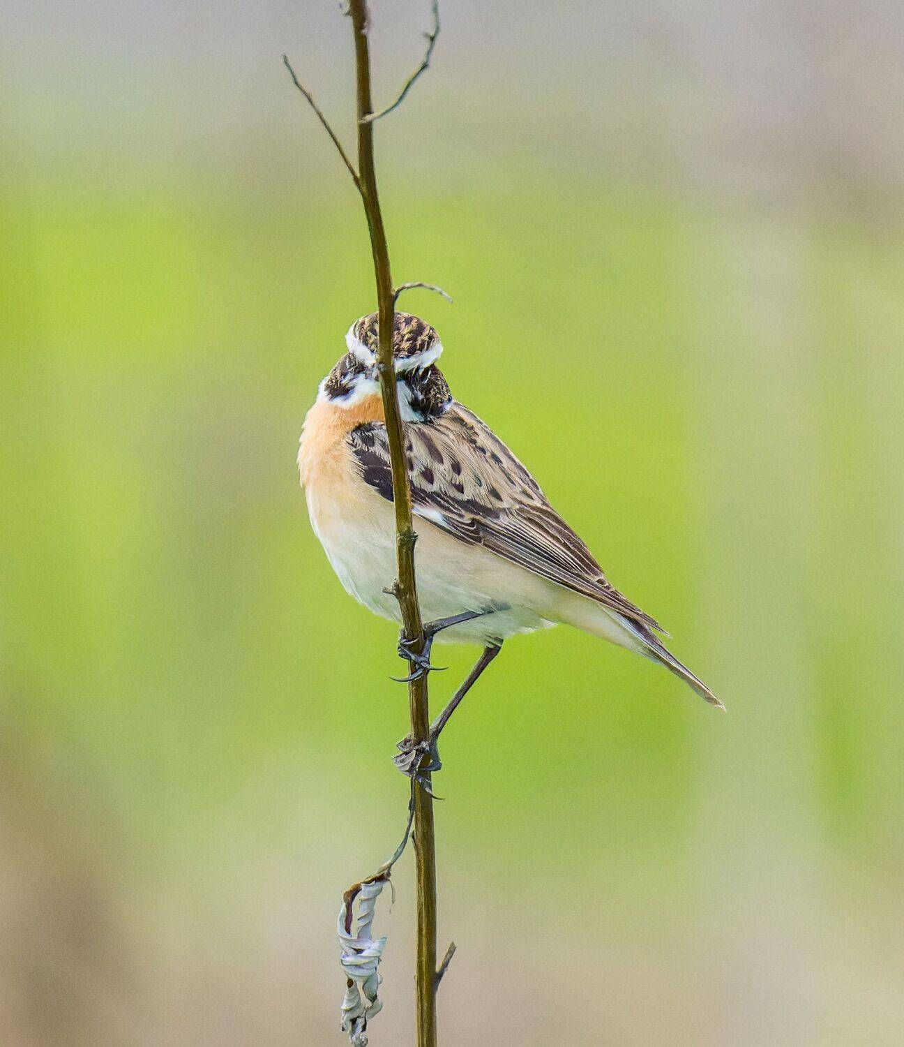 , Дэм Константин