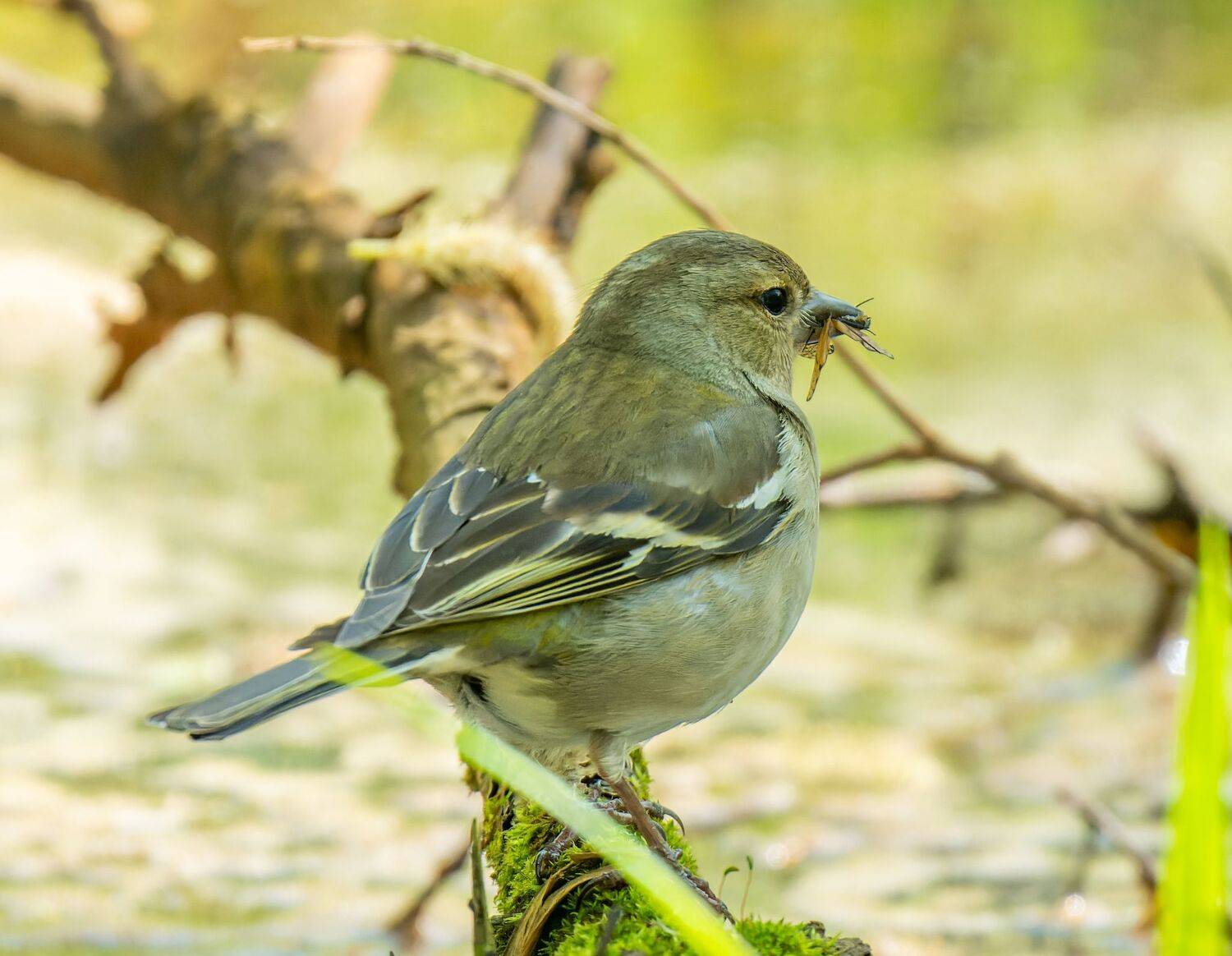 , Дэм Константин