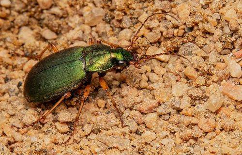 Ground beetle