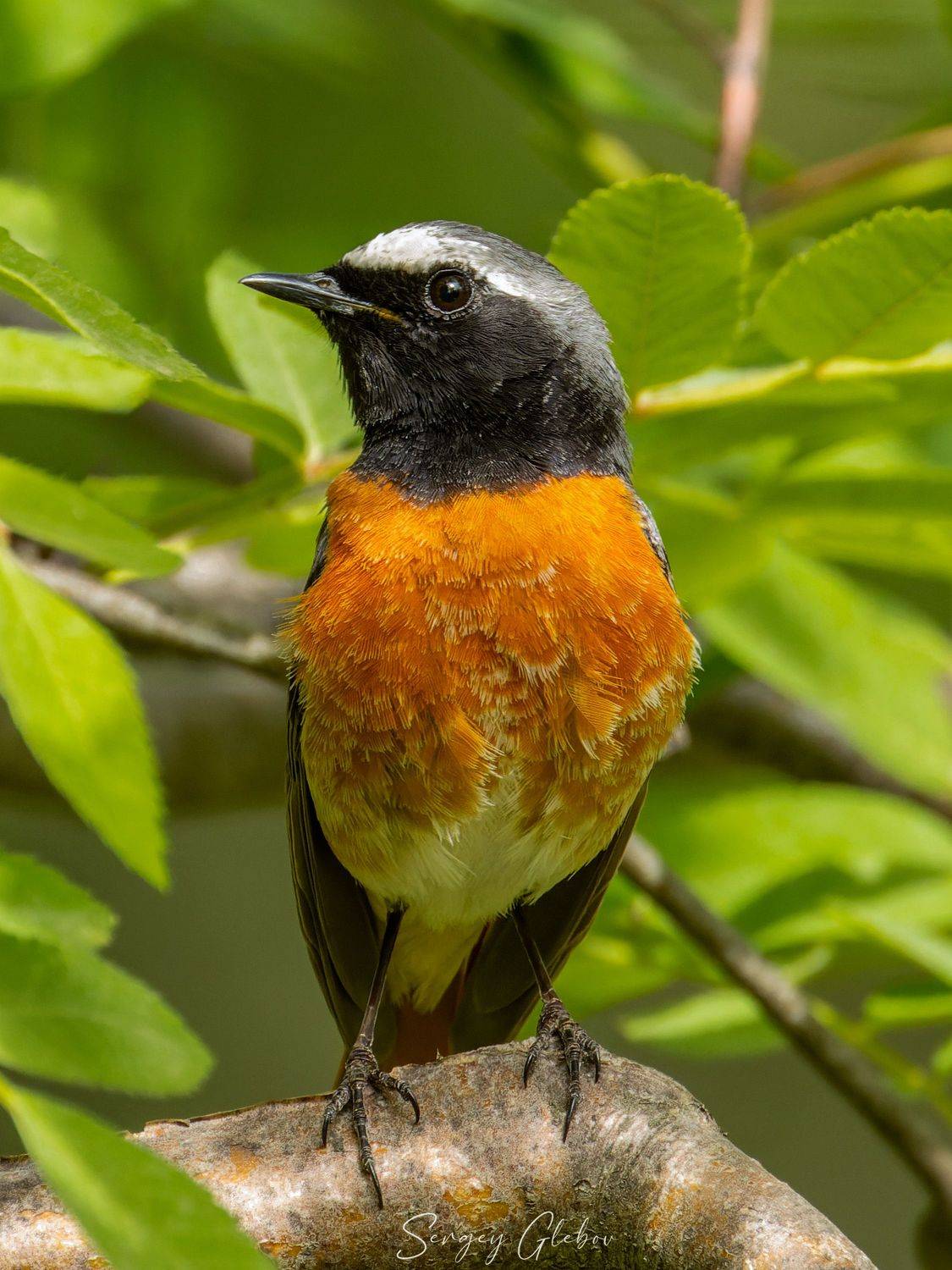 горихвостка, птицы, пернатые, Сергей Глебов