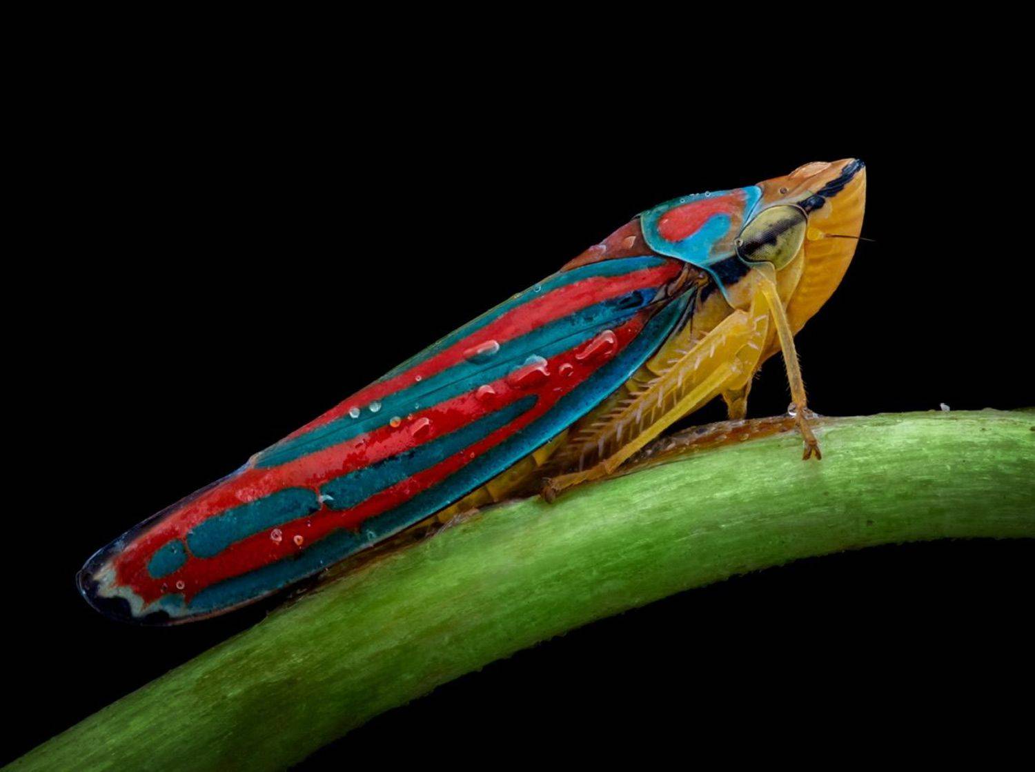 , Valle Clara Maikel