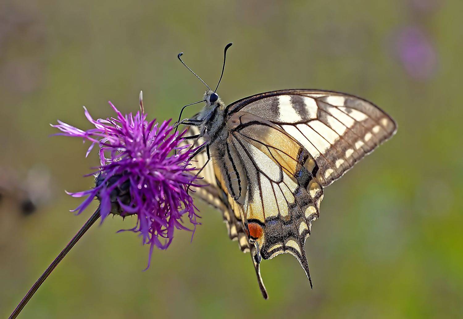 чешуекрылые, бабочки, махаон, цветы, лето, луг, Широких Александр