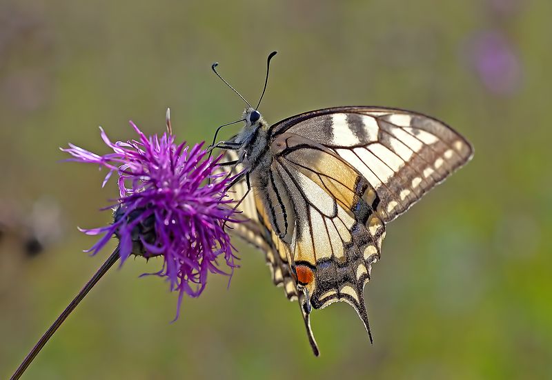 Завтрак махаона фото превью